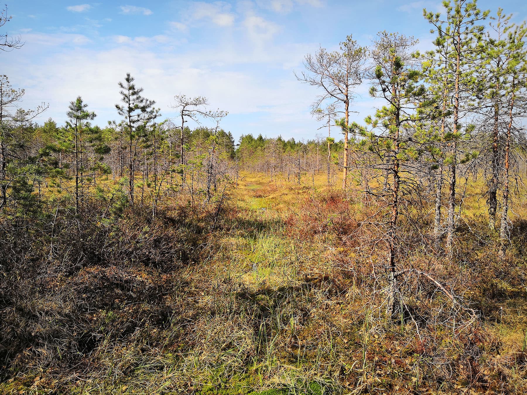 Juutinsuo image
